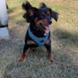 Meet your Posher, Robert